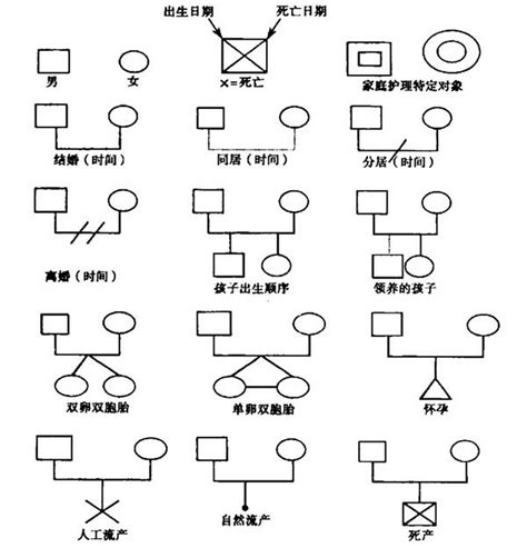 家庭圖 關係線